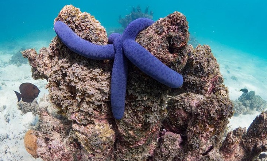 Image 6: Ningaloo Reef Snorkel and Wildlife Adventure