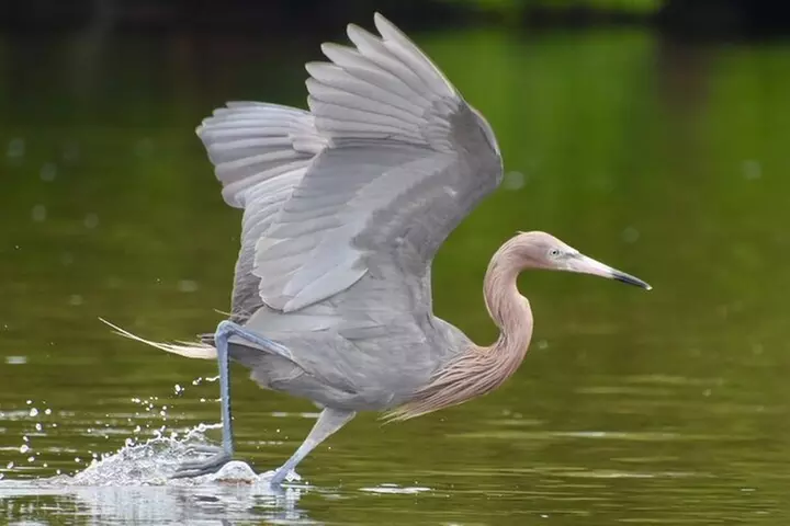Exclusive Relax & Explore Pedal Kayak Tour Marco Island & Naples