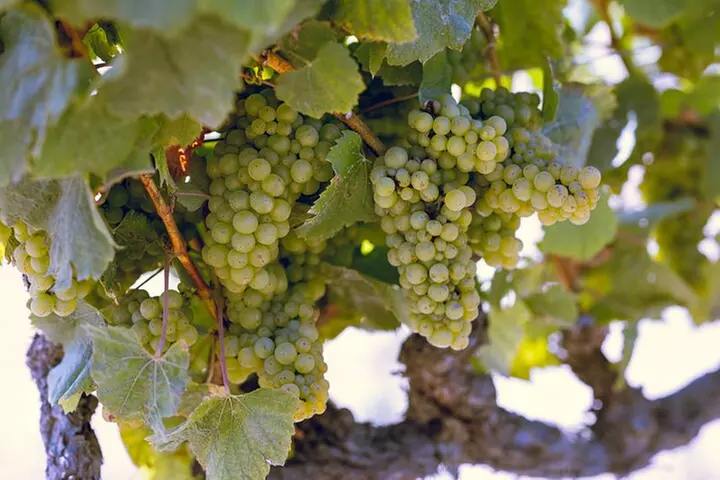 PRIVATE Luxury Transportation Experience - Napa