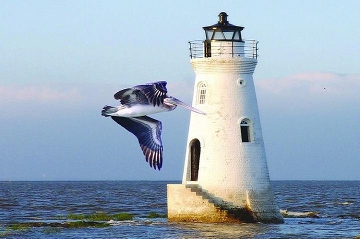 Savannah to Tybee Island with Dolphin Cruise