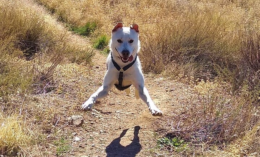 Image 2: NUEVO:Sunset Hike & Summit Sierra Nevada - Tour privado con cachorro