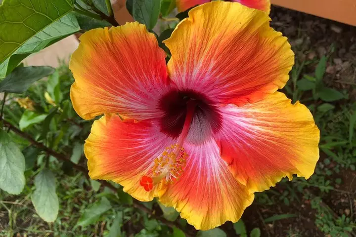 Volcano National Park Adventure from Waikoloa