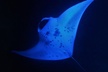 Catamaran Night Manta Snorkel - Second Medium