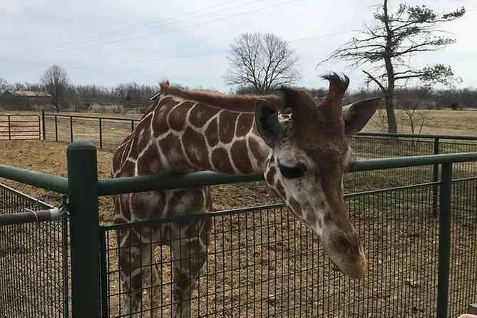 Wild Animal Safari in Strafford, Missouri - Primary Image