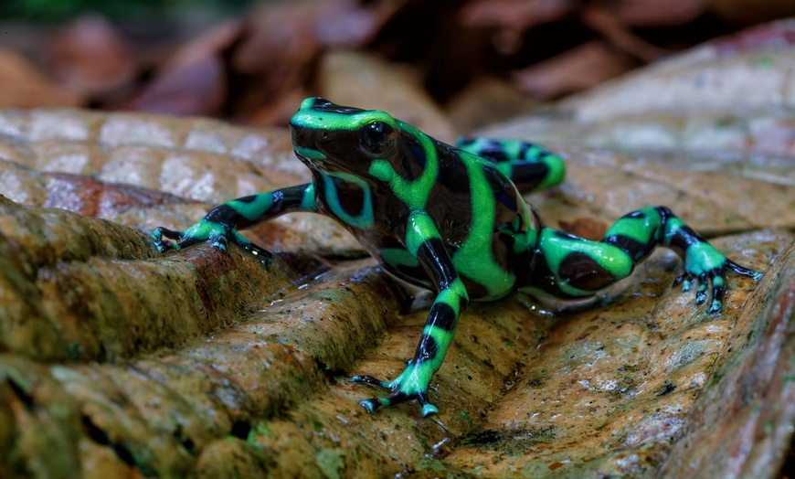 Image 7: ✈ COSTA RICA | San José - I gioielli della foresta pluviale: Costa ...