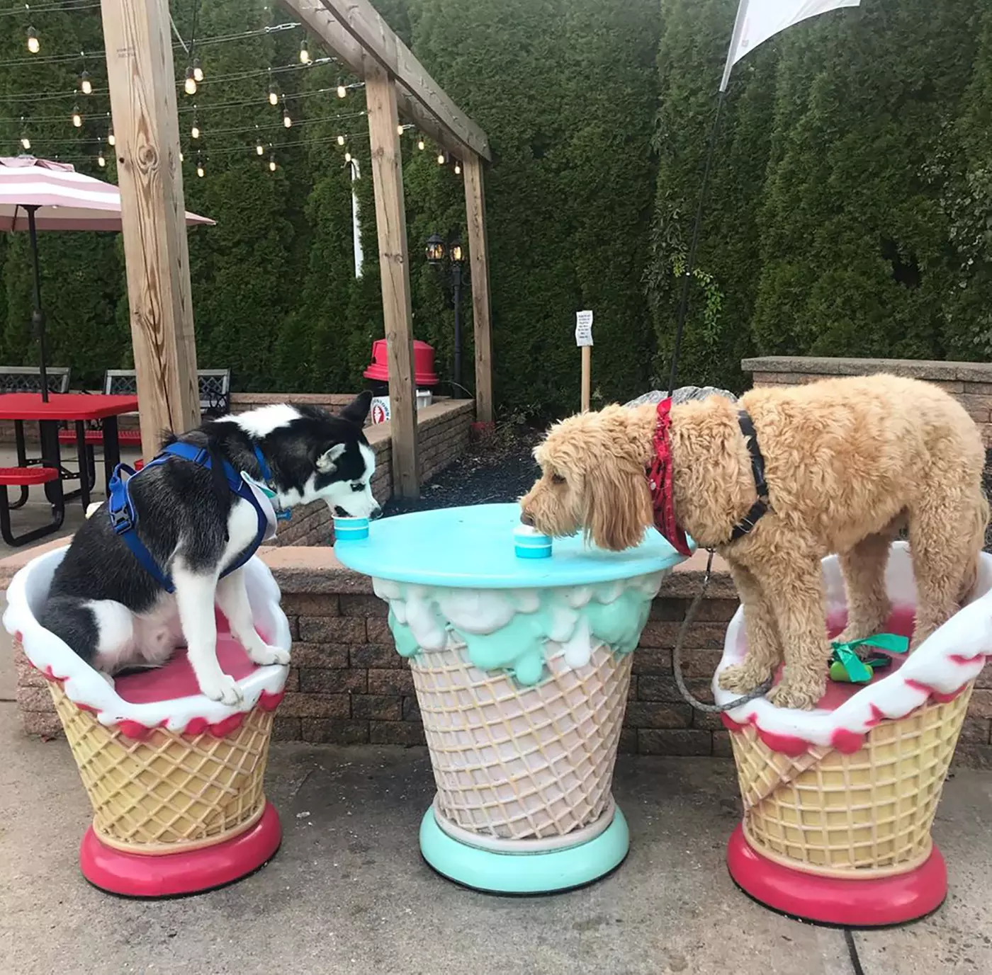$10 For $20 Worth Of Ice Cream Treats & More - Primary Image