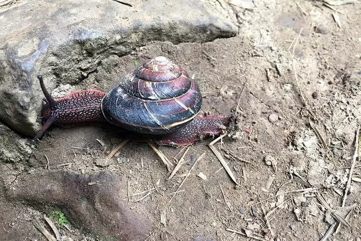 The Hood-Columbia Loop: Timberline, Orchards, and Waterfalls