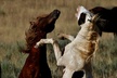 Kicking Red Canyon Wild Mustang Bus Tour Deals 8am Daily - Second Medium