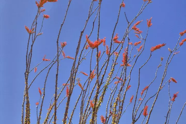Saguaro Full Day Private Tour and Hike - Second Medium
