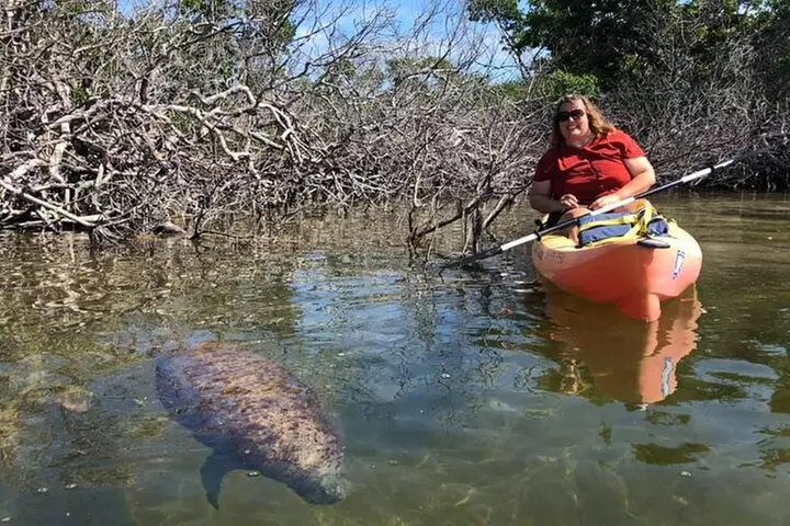 Mangroves and Manatees - Guided Kayak Eco Tour