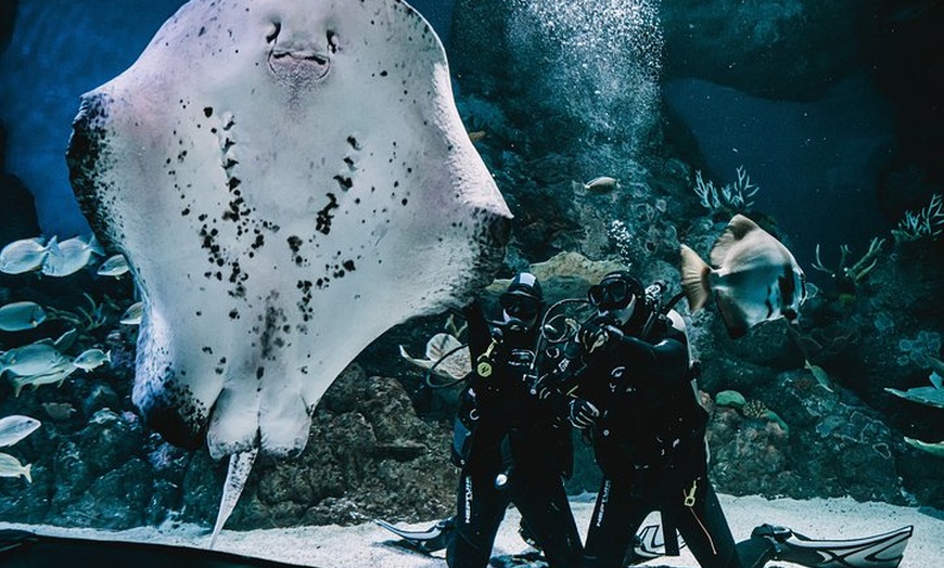 Image 7: Cairns Aquarium Dive with the Sharks