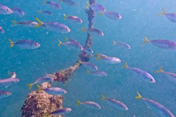 Guided Snorkel Experience, Free Videos in West Palm Beach