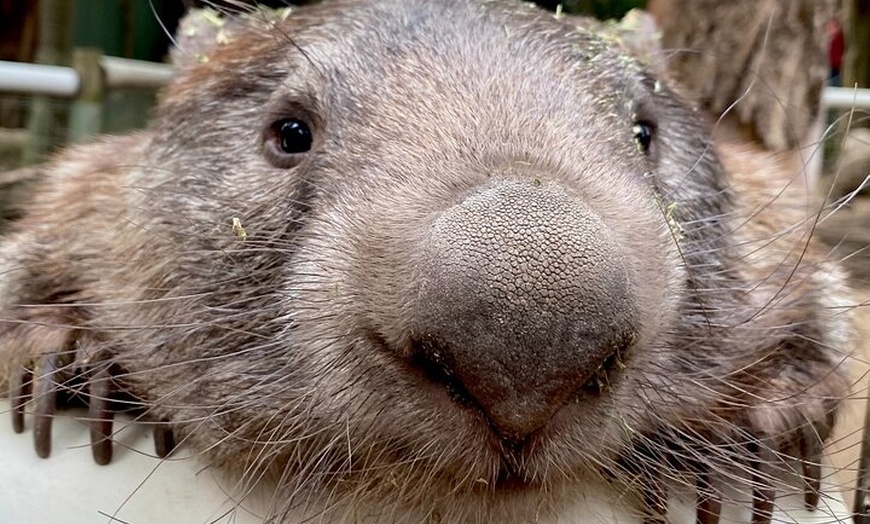 Image 7: Sydney: PRIVATE Blue Mountains, Wildlife & Cruise Luxe Tour (10h)