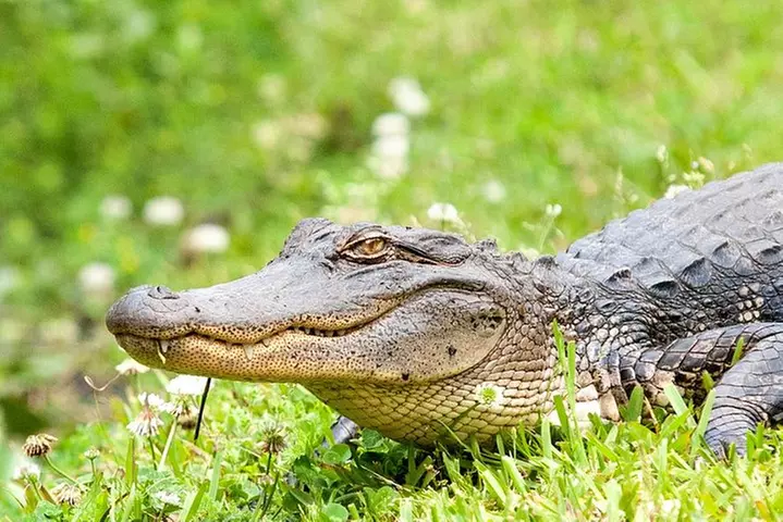 Airboat Ride with Transportation from New Orleans