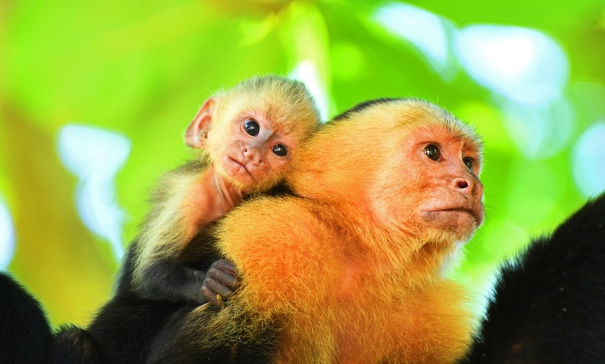 Image 6: ✈ COSTA RICA | Da San José a Manuel Antonio - Les Merveilles du Cos...