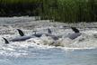 90-Minute Private Dolphin Tour in Hilton Head Island - Second Medium