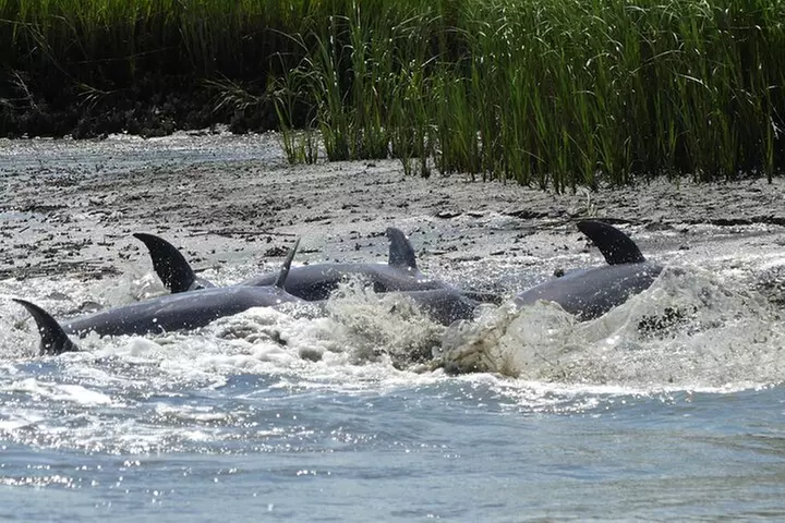 90-Minute Private Dolphin Tour in Hilton Head Island