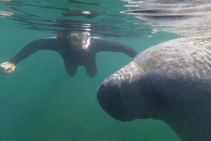 Crystal River: Semi-Private Manatee Swim Tour With Heated Boat