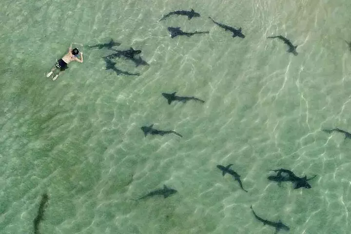 La Jolla Snorkel with the Leopard Sharks - Primary Image