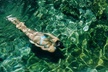 Tulum Day Trip Mayan Ruins With Cenote Swim - Second Medium