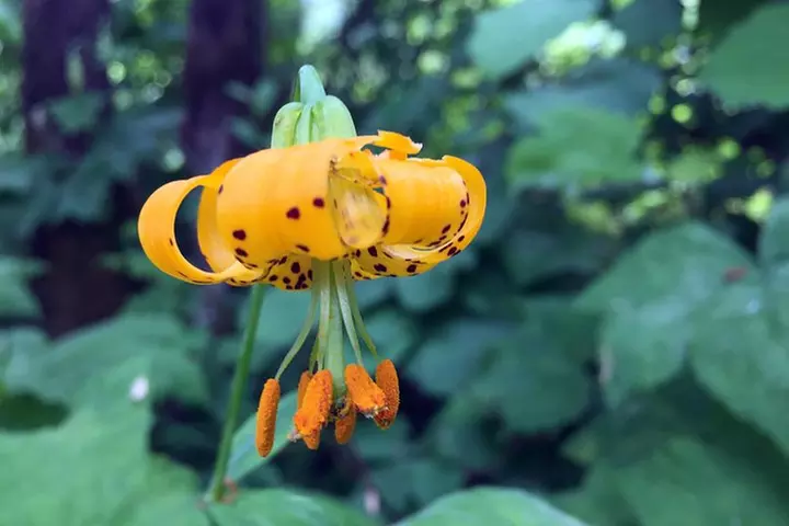 The Hood-Columbia Loop: Timberline, Orchards, and Waterfalls