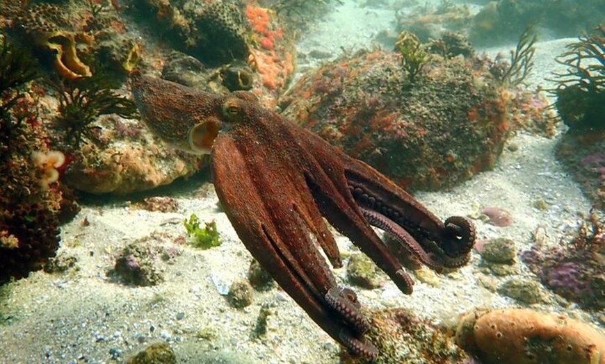 Image 4: Turismo Científico Completo en las Islas Cíes