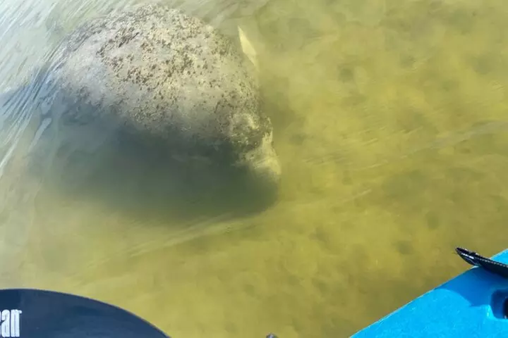 Wildlife Refuge Manatee, Dolphin & Mangrove Kayak or Paddleboarding...