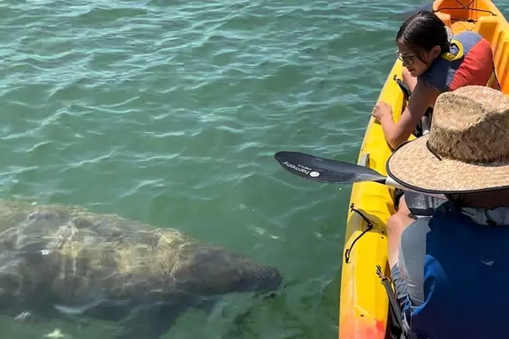 Manatee Discovery Anna Maria Island