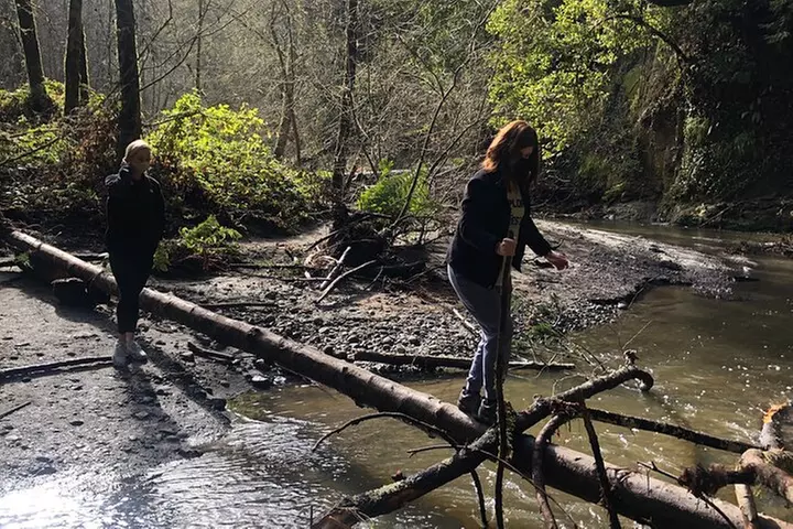 Redwoods Forest Bathing