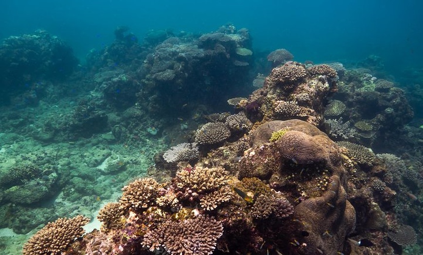 Image 8: Ningaloo Reef Snorkel and Wildlife Adventure