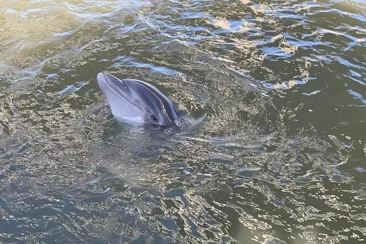 2-Hour Private Hilton Head Dolphin Watching Cruise