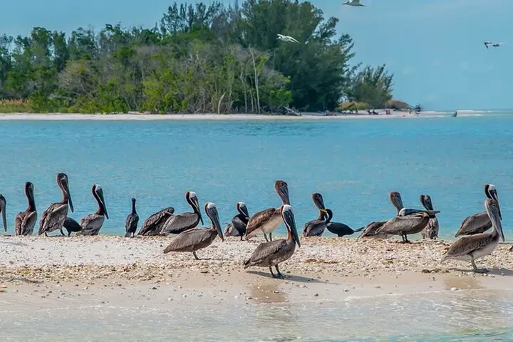 Marco Island Dolphin Sightseeing Tour