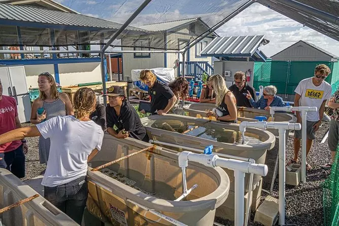 Hawaii Coral Education Lecture & Nursery Tour - Primary Image