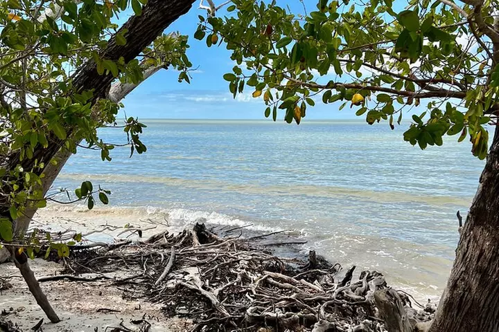 Manatee, Dolphin and 10,000 Islands Sunset Cruise!