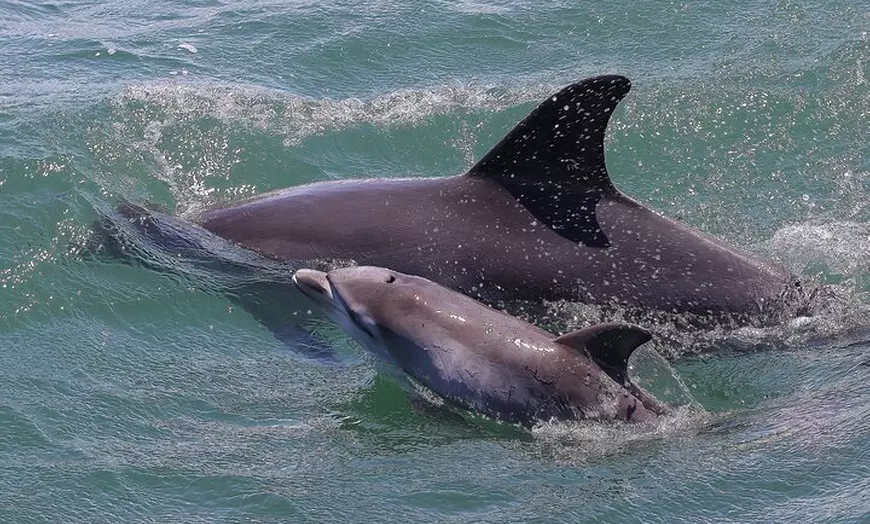 Image 3: Port Stephens: Splash 'n' Slide Dolphin Cruise