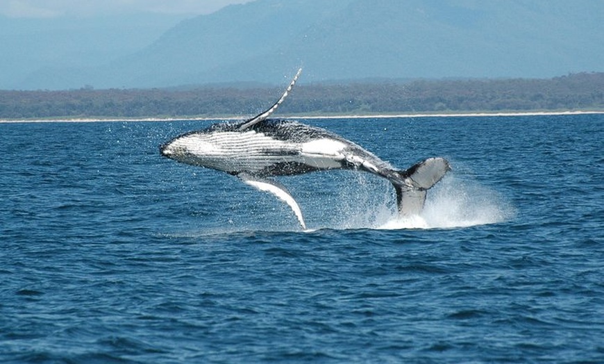 Image 3: Coffs Harbour Whale Watch Experience