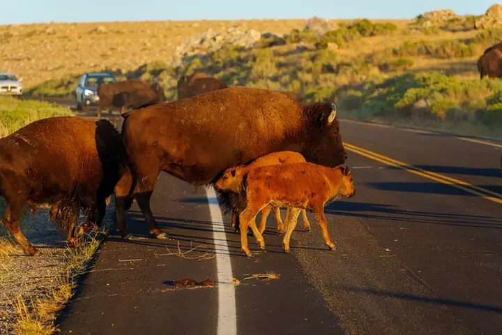 Great Salt Lake Wildlife Experience
