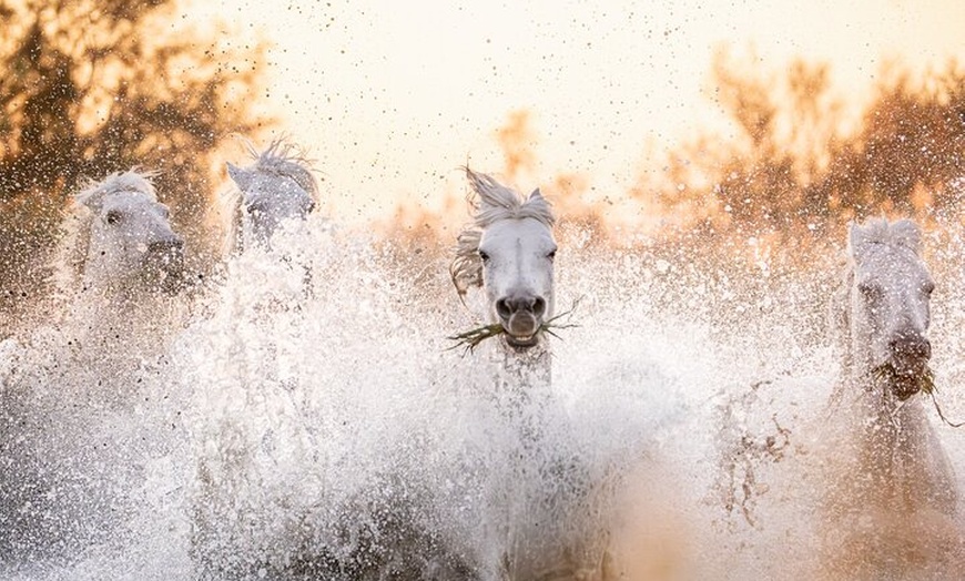 Image 3: Atelier Photos des Chevaux Camargue dans les Marais