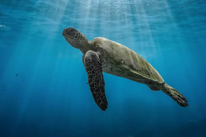 Turtle Town Snorkel & Octopus Guided tour With Photo and Video