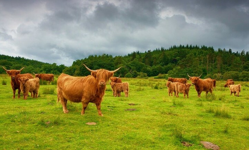 Image 18: Loch Lomond & The Highlands Private Day Tour with Scottish Local