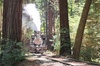 Train Ride Adventure through Mother Natures Giant Redwoods Park