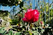 Portland's Top Sights Half Day City Tour - Second Medium