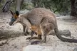 Quad Biking, Koalas and Kangaroos - Private Tour - Image 6