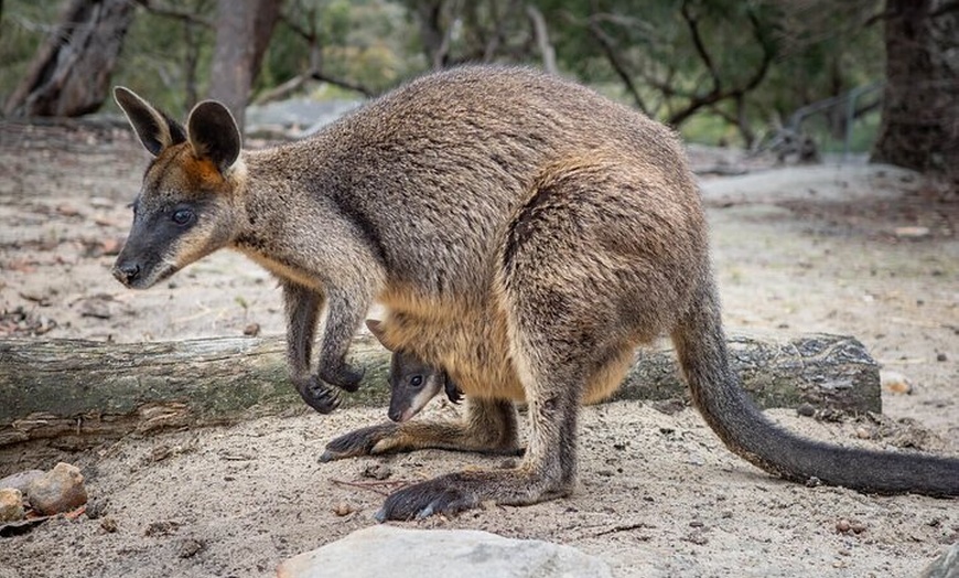Image 6: Quad Biking, Koalas and Kangaroos - Private Tour