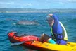 The Byron Bay Sea Kayak Tour - Image 4