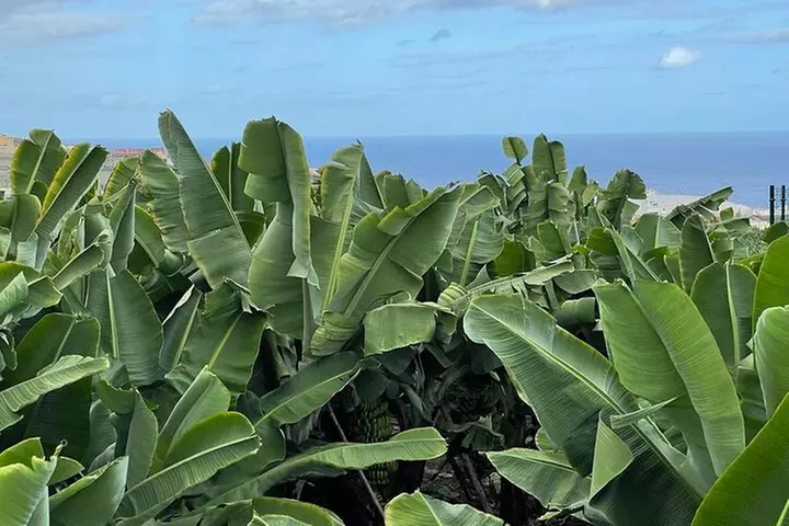 Visita guiada al Mundo del Plátano - Primary Image