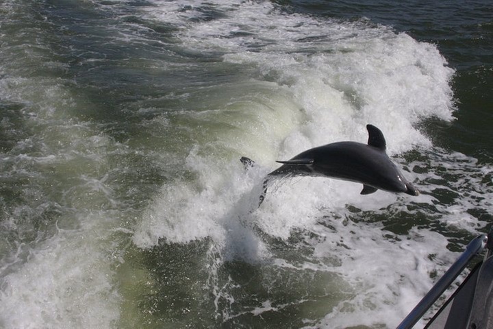 Everglades Day Safari from Fort Myers/Naples Area
