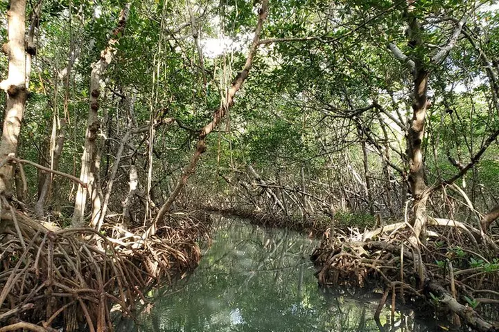 Kayak Tour at Shell Key with Capt Yak - Second Medium