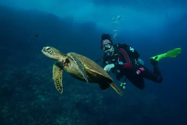 2-Tank Maui Turtle Scuba Dive or Snorkel Boat Tour - Primary Image