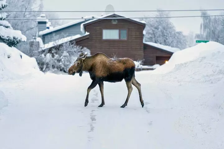 Anchorage's Winter City Tour = Samples + Stops + WildLife